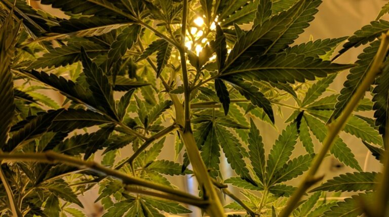 medical patient license