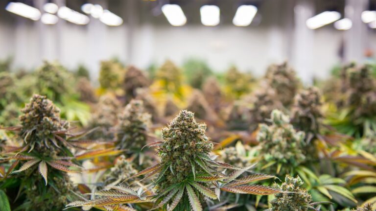 What Are the Fines for Cannabis in Oklahoma?