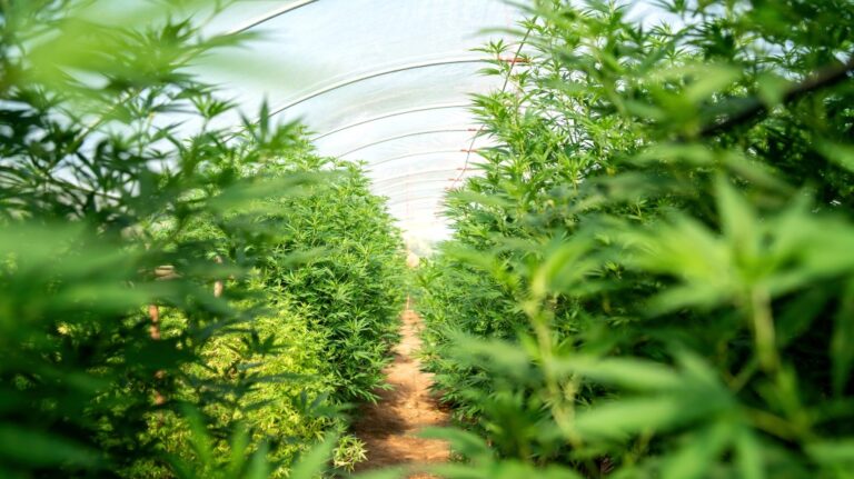 Marijuana plant row farm