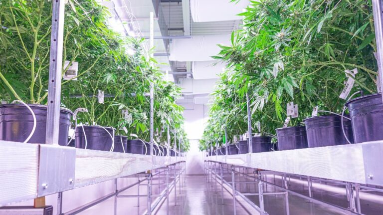 Cannabis Cultivation