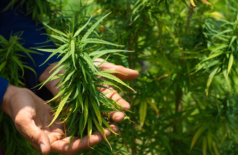 Farmers are collecting buds from cannabis plants