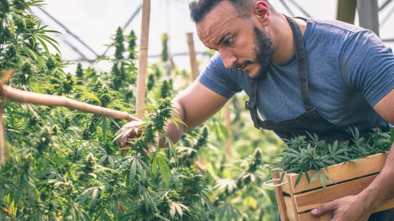 Farmers collecting cannabis