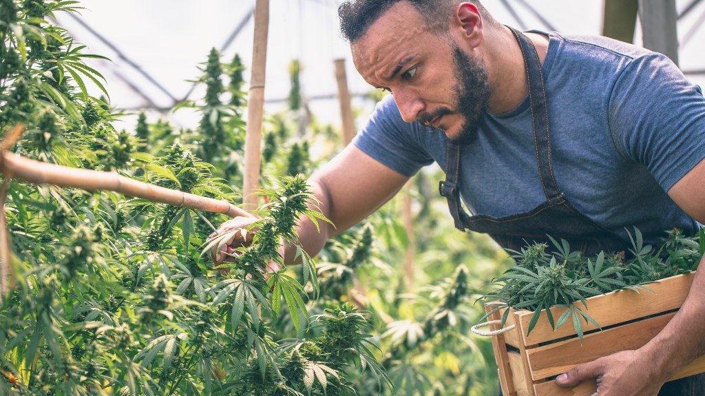 Farmers collecting cannabis