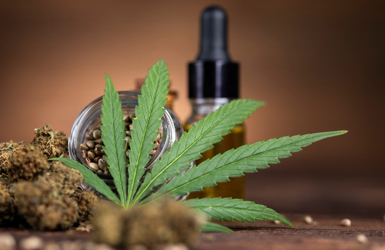 Cbd oil and marijuana plant