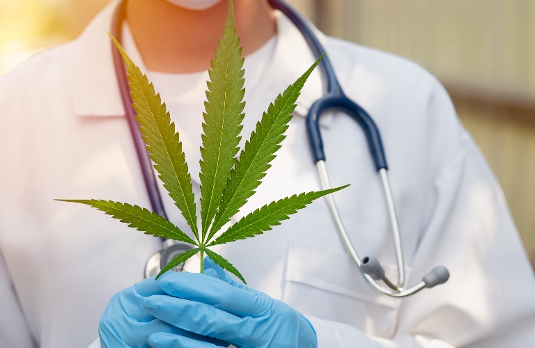 Doctor is holding cannabis leaf