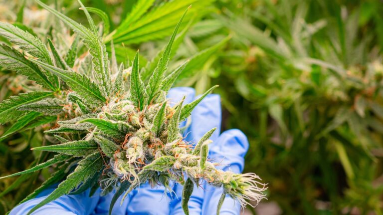 Legal cannabis plants. Mature cannabis plants are ready for harvest in a greenhouse
