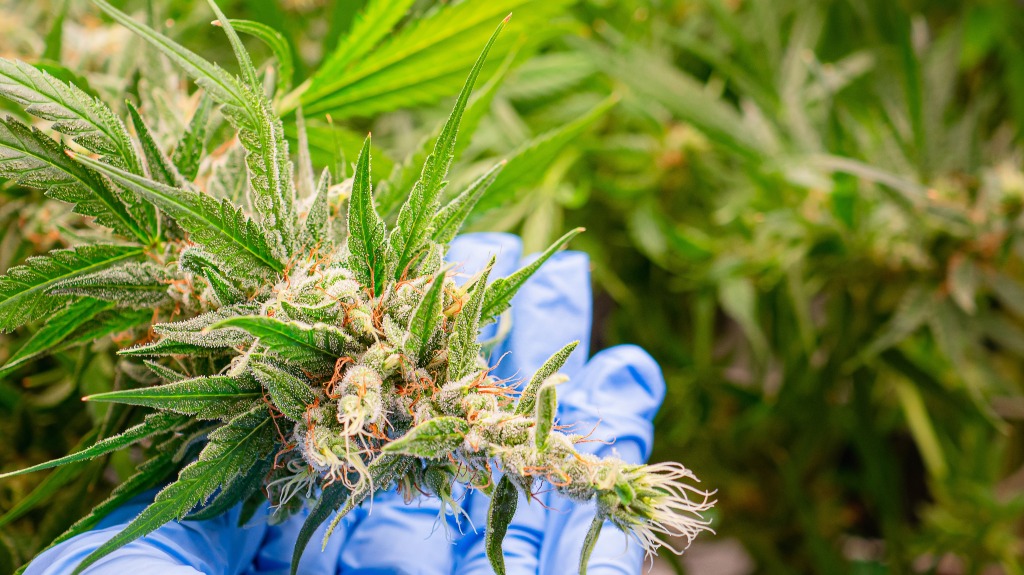 Legal cannabis plants. Mature cannabis plants are ready for harvest in a greenhouse